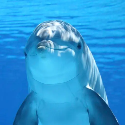 This dolphin appreciates the environmentally friendly nature of the Pumpopoly blockchain.